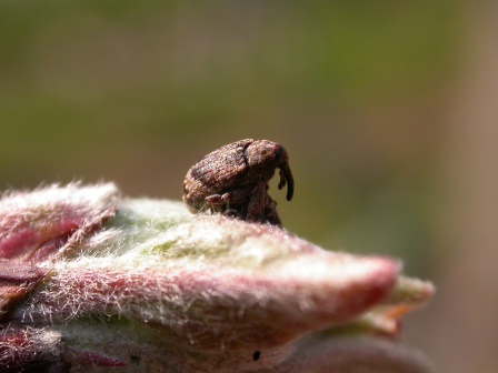 A blütenstecher_gM.JPG